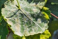 A dangerous disease of grape Mildew Ã¢â¬â downy mildew lat. Of plasmopara viticola